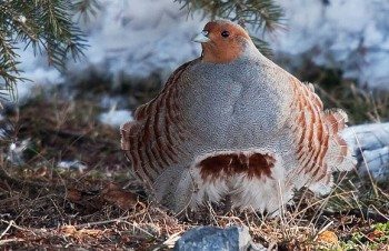 Hungarian Partridge