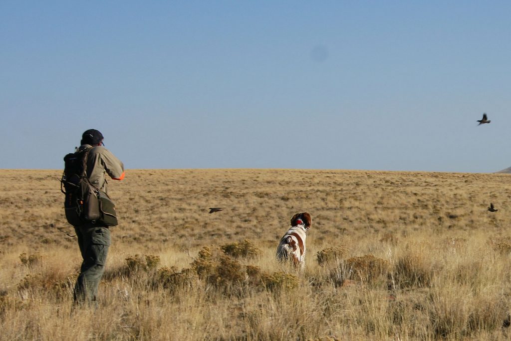 Chukar hunting in Nevada