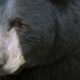 Field Judging Black Bears