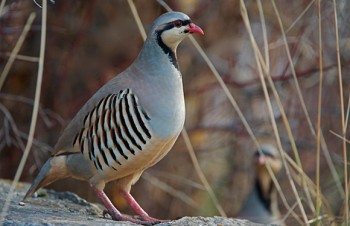 Chukar Partridge