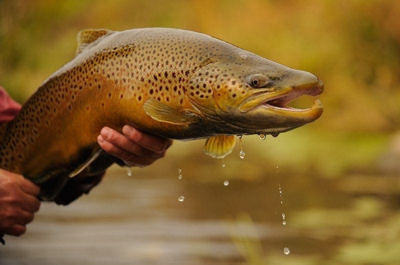 Fishing for brown trout