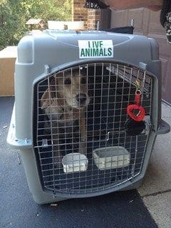 flying with dogs