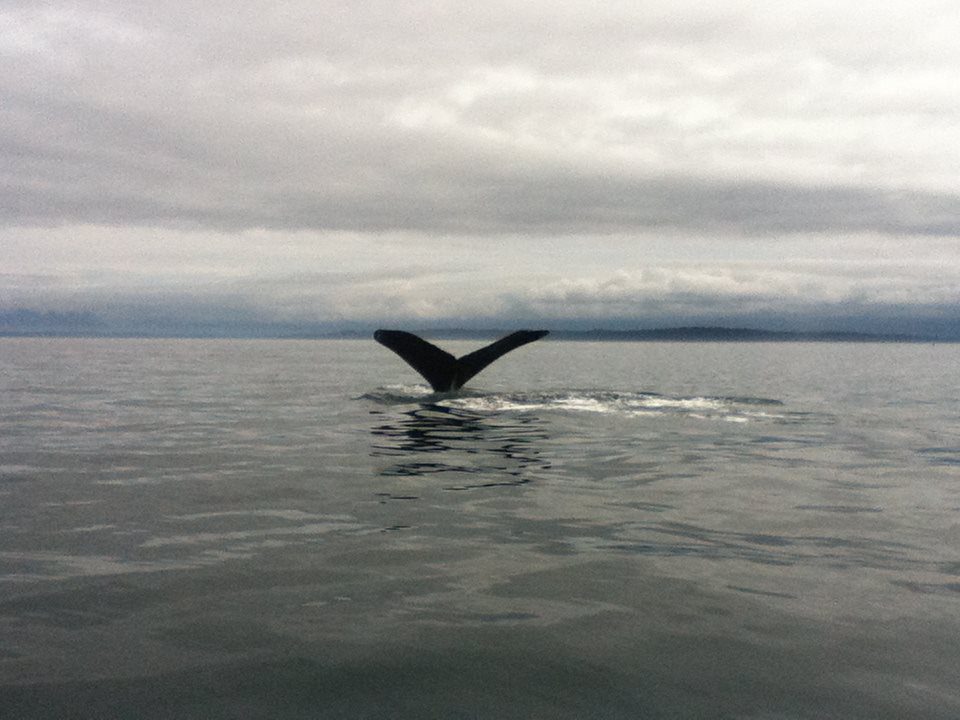 Whale watching