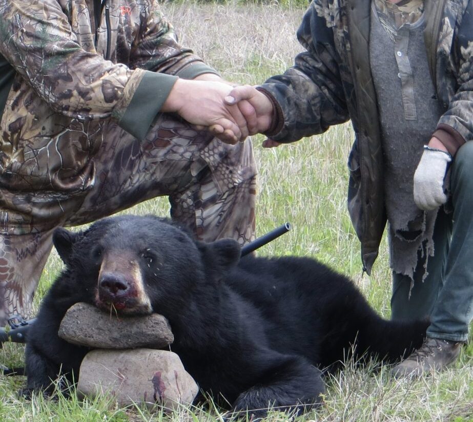 A nice black bear