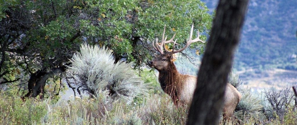 Elk hunting in Colorado at the Motherwell Ranch Luxury Hunting Lodge (1)