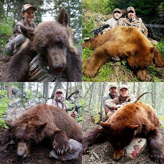 The OI Team scored big on bears this year!
