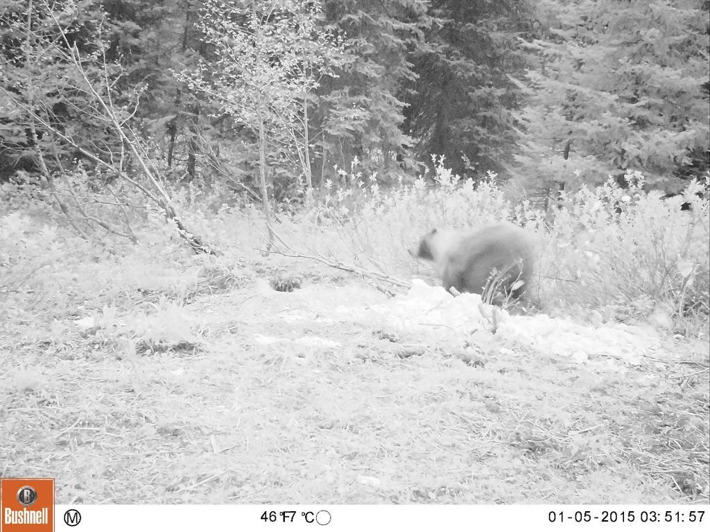 The arrow exiting Mat's bear