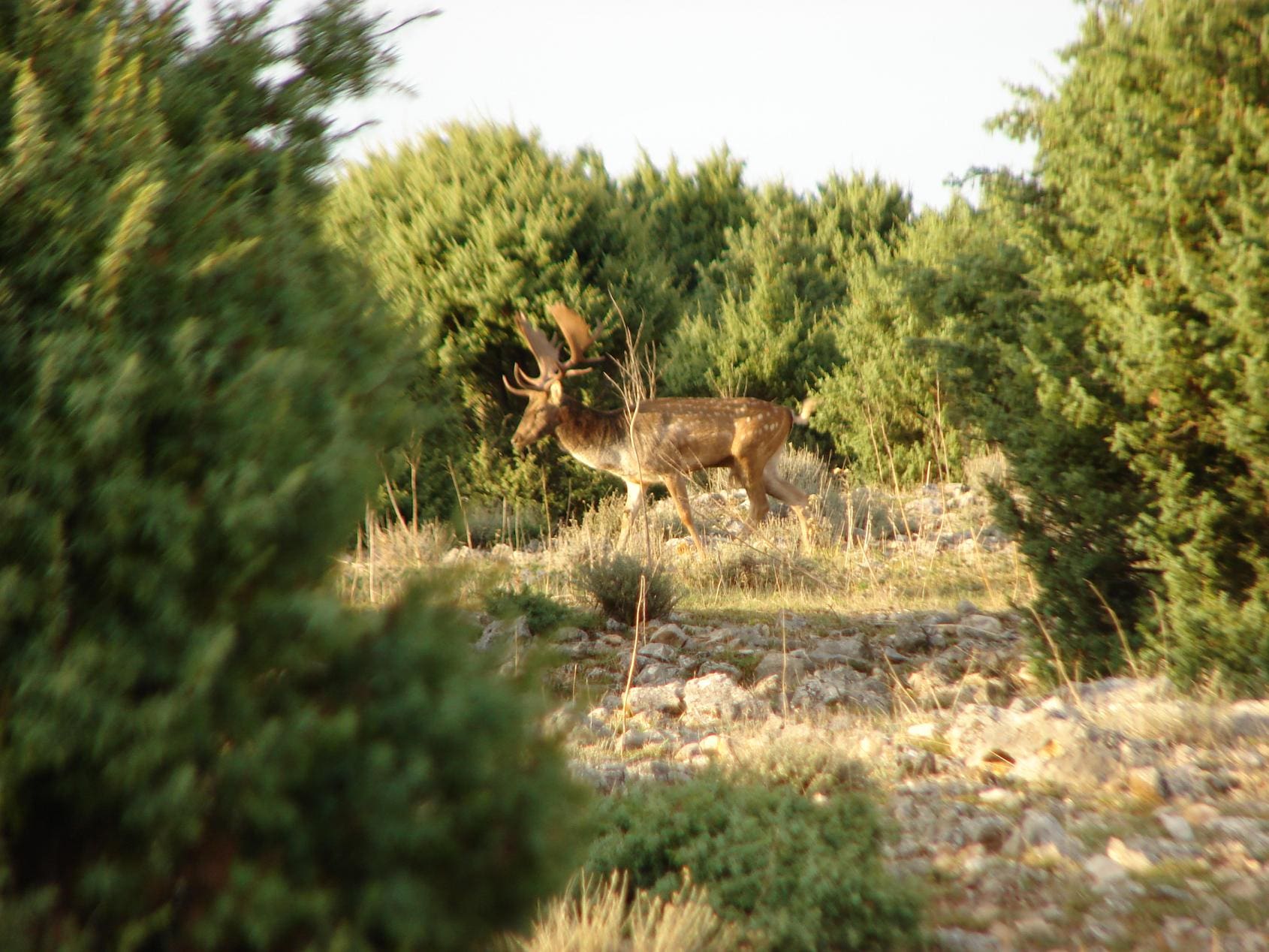Croatia Fallow Deer Plavnik AH live » Outdoors International Fallow Deer hunting in Croatia