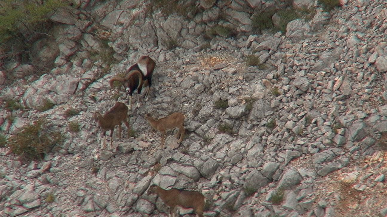 croatia-mouflon-live Plavnik AH » Outdoors International A truly giant ram is possible on our Croatia Mouflon Sheep Hunt
