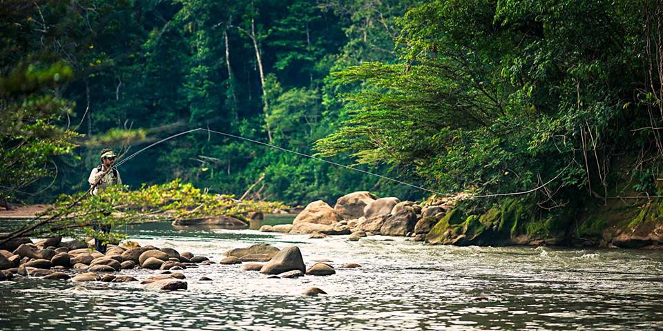 Golden Dorado in The Jungle of Bolivia