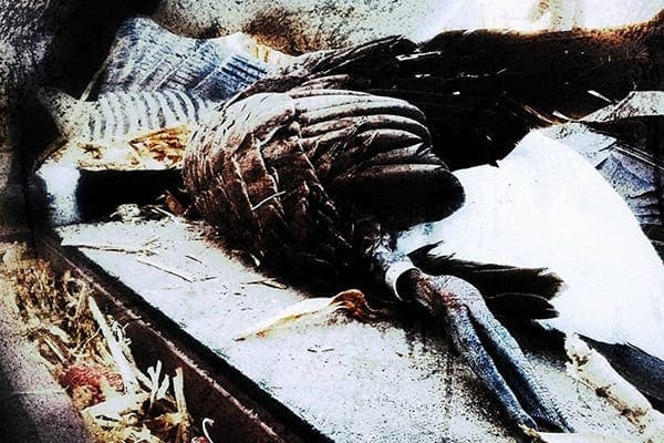 North Platte Canada Goose Hunting