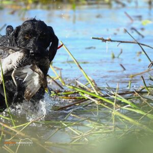 Duck Hunting in Argentina