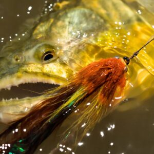 Golden dorado fishing in Argentina
