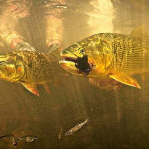 South America; The Last Frontier (Fishing South America; Argentina, Chile,  Brazil, Bolivia) - Aardvark Mcleod