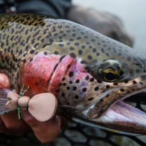 Fishing for Rainbow trout on the Kanektok RIver.
