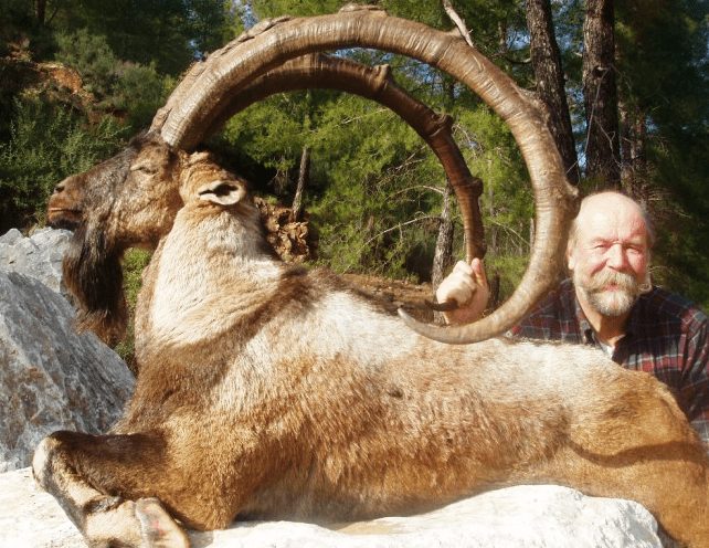 Bezoar Ibex hunt in Turkey