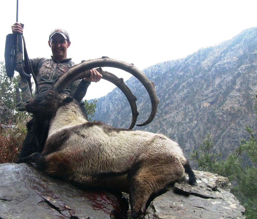 Bezoar ibex hunting in Turkey