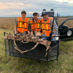 Wild quail hunting in Mexico