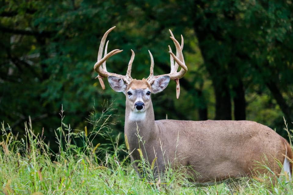 Ohio Deer Hunting