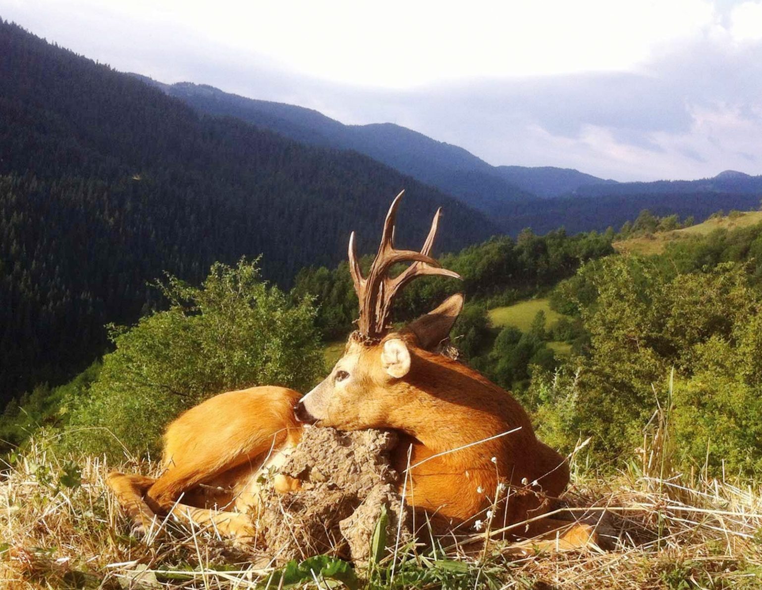 Roe deer hunting in Turkey