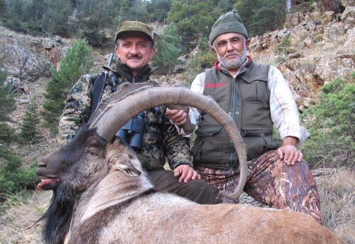 A big Anatolian Bezoar Ibex