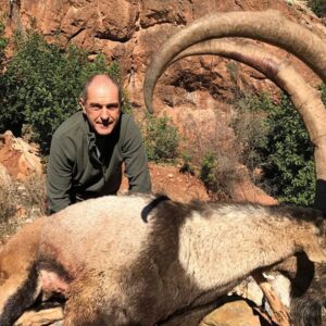 A huge Anatolian Bezoar ibex taken in Turkey