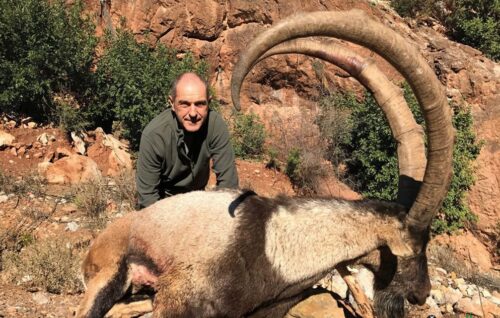 A huge Anatolian Bezoar ibex taken in Turkey