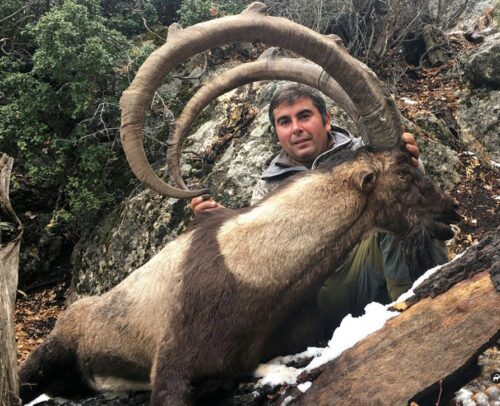 Bezoar ibex hunting in Turkey