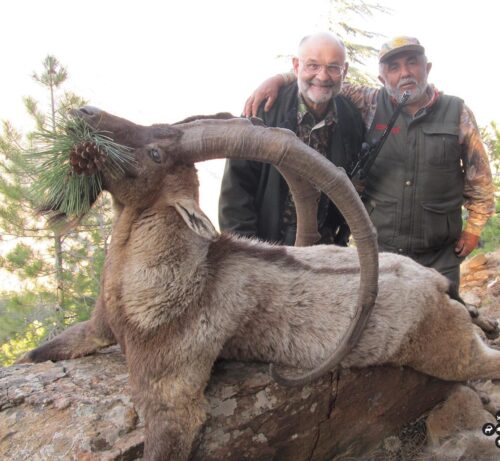 Anatolian bezoar ibex hunting in Turkey