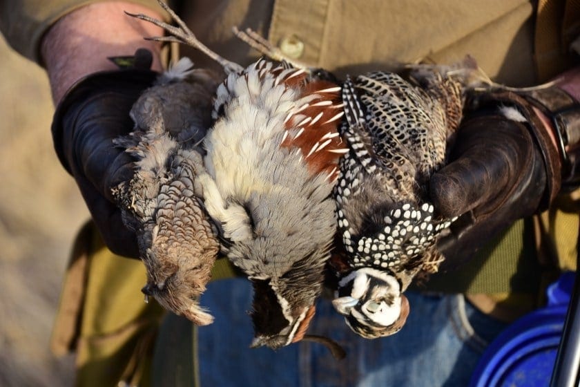 Arizona quail hunting has become famous for in the upland hunting world.