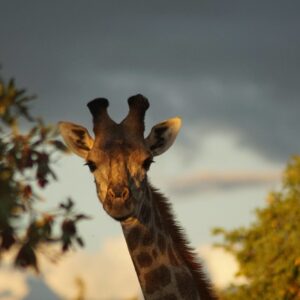 Giraffe Hunts