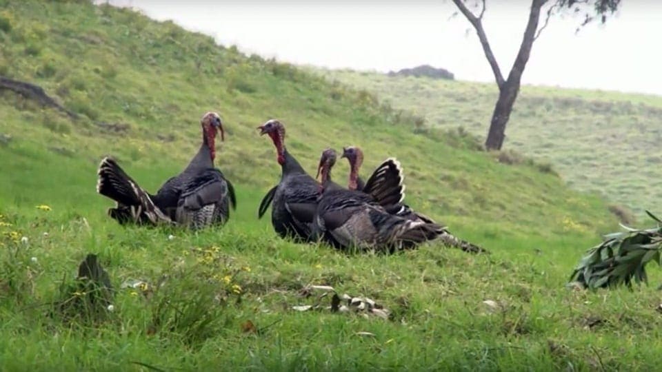 Wild turkey flock in hawaii