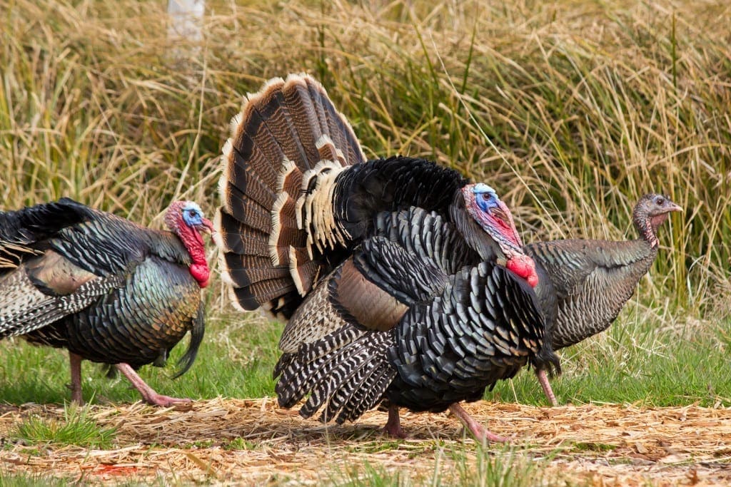 The Big Island of Hawaii has some great Rio Grande wild turkey hunting in some spectacular country!