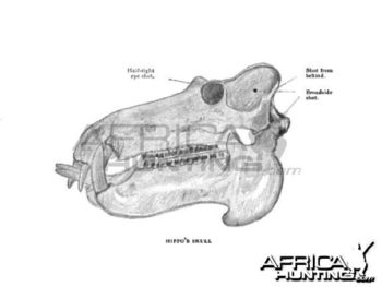 hippo-skull