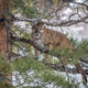 Michael Magalsky, Idaho Mountain Lion Hunt Report