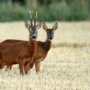 Roe deer hunting