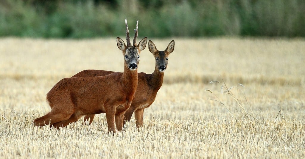 Roe Deer Hunting Trips