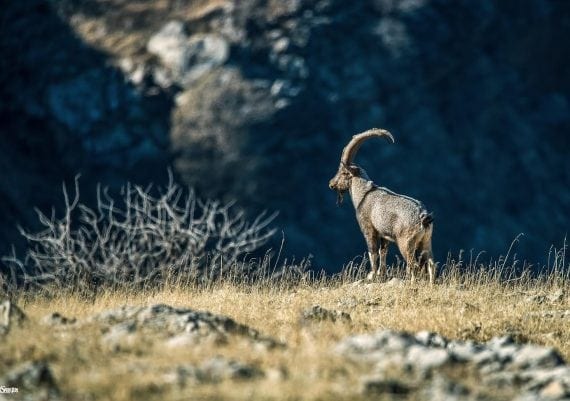 Bezoar Ibex Hunting Trips