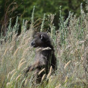 Baboon Hunts