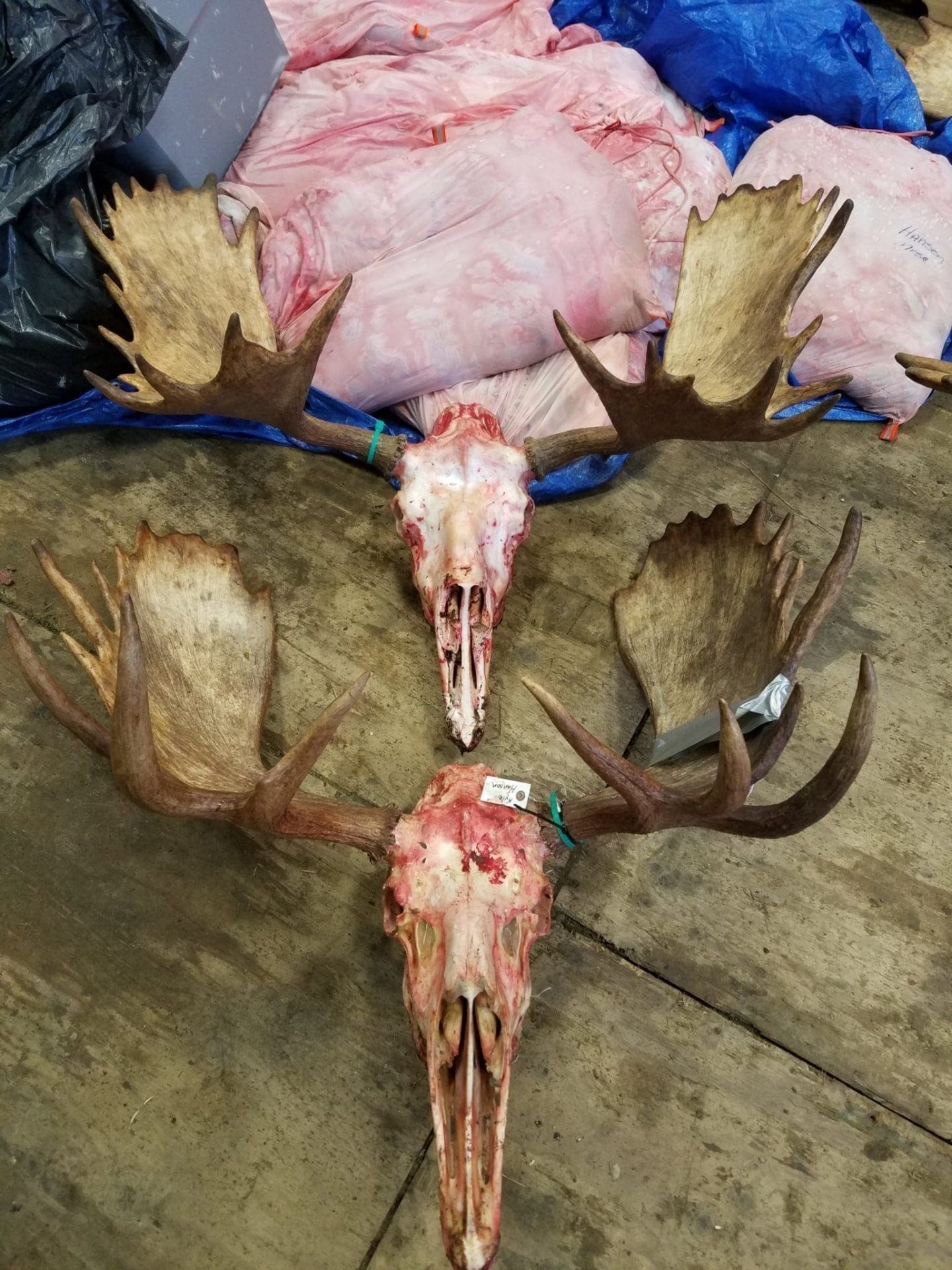 Moose back at the hangar