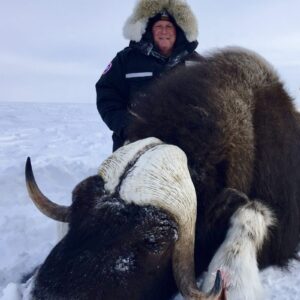 Absolutely giant muskox bull