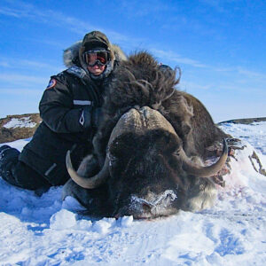 muskox