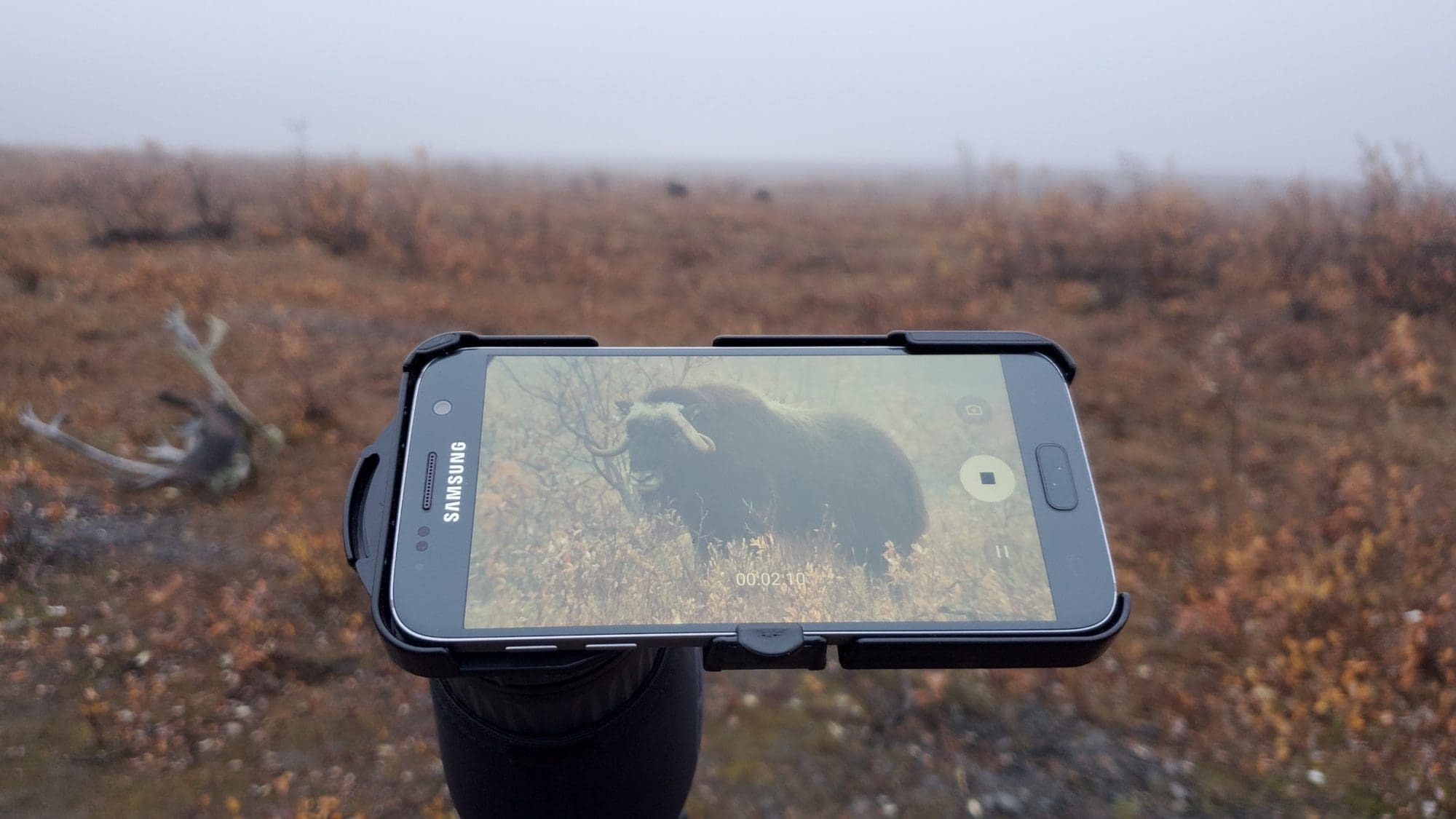 Taking a picture can help with field judging muskox.