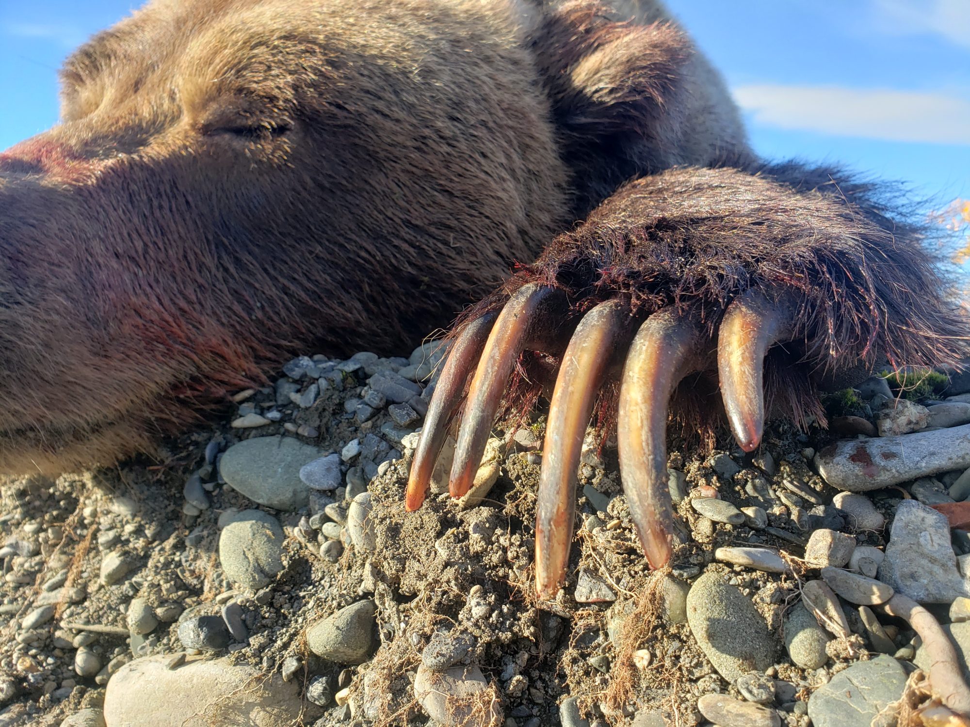 Arctic-grizzly-bears-have-huge-claws-AWCG2 » Outdoors International An awesome Alaska grizzly bear.