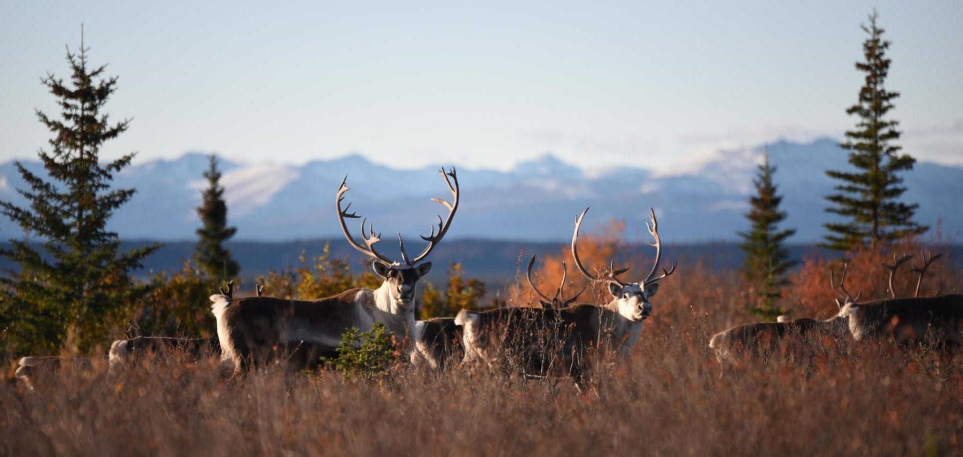 Caribou Hunting