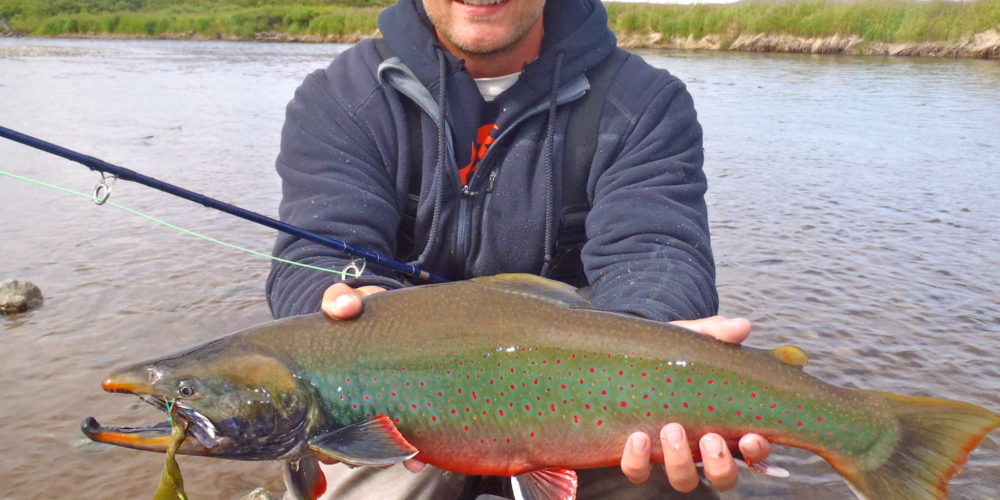 Sea run Dolly Varden Sea run Dolly Varden