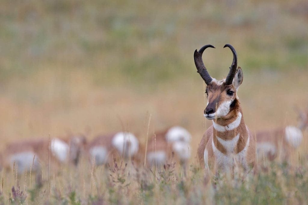 Pronghorn antelope hunting trips