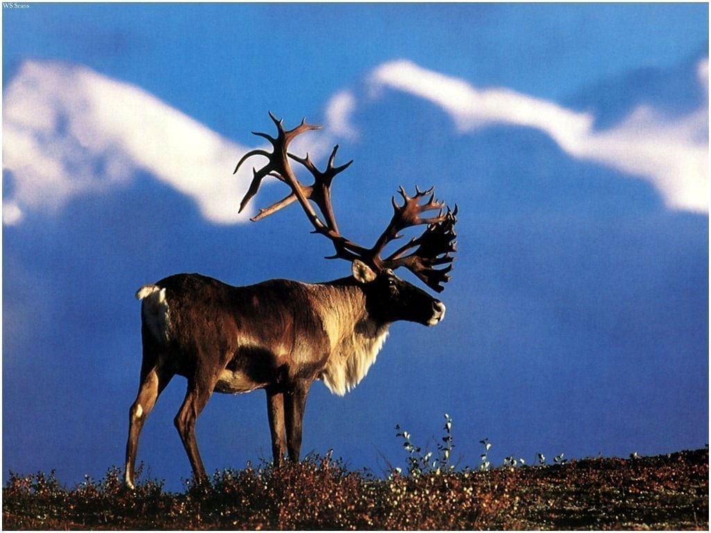 Caribou Subspecies » Outdoors International