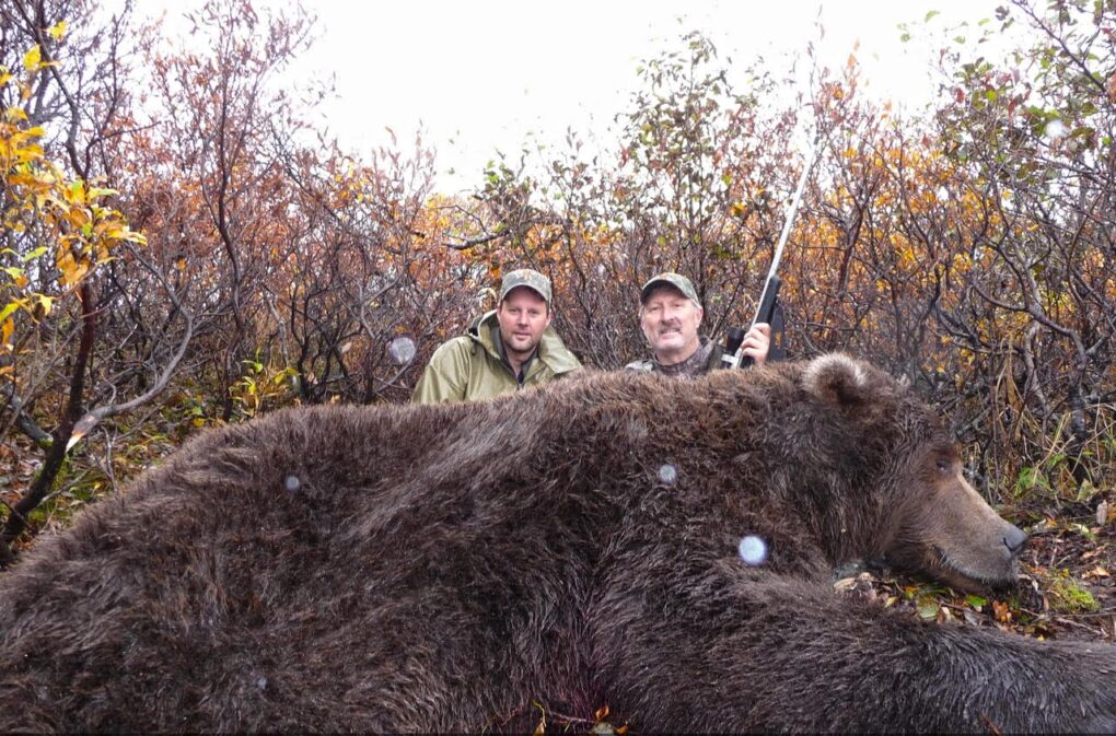 A giant brown bear taken by an OI client on the Alaska Peninsula
