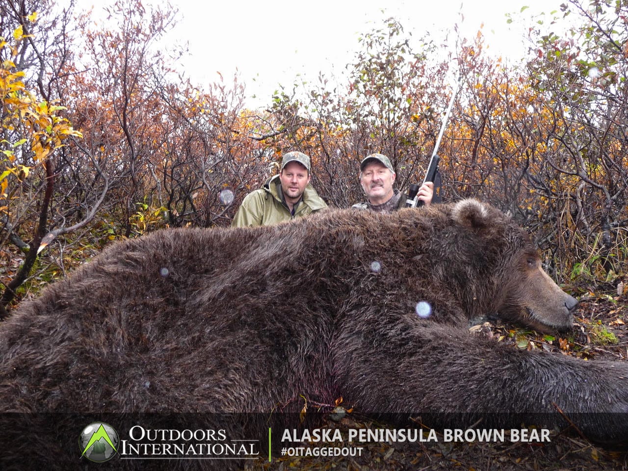 A giant brown bear taken by an OI client on the Alaska Peninsula